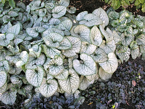 BRUNNERA_MACROPHYLLA_JACK_FROST