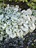 BRUNNERA MACROPHYLLA JACK FROST