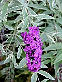 BUDDLEIA DAVIDII HARLEQUIN