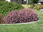 CALLUNA AMETHYST