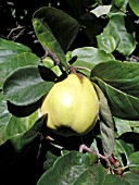PSEUDOCYDONIA SINENSIS QUINCE FRUIT