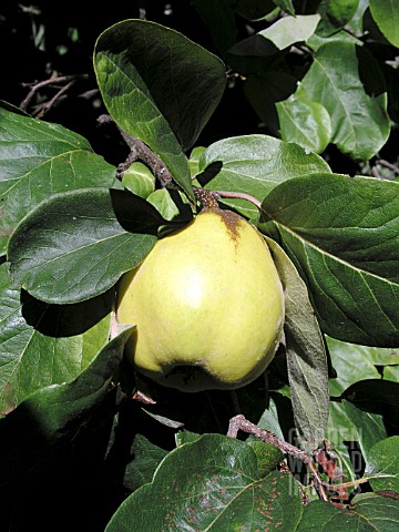 PSEUDOCYDONIA_SINENSIS_QUINCE_FRUIT