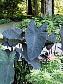 COLOCASIA ESCULENTA BLACK MAGIC