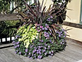 CONTAINER PLANTING PHORMIUM, PETUNIA, VERBENA, IPOMOEA, BACOPA