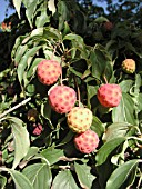 CORNUS KOUSA FRUIT