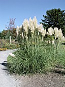 CORTADERIA SELLOANA