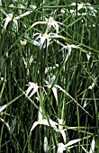 RHYNCHOSPORA LATIFOLIA,  GRASS,  CYPERACEAE