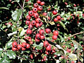 CRATAEGUS LAEVIGATA GIREOUDII FRUIT