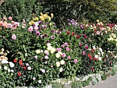 DAHLIA MIXED IN BORDER