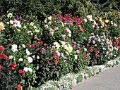 DAHLIA MIXED IN BORDER