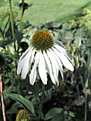 ECHINACEA PURPUREA WHITE SWAN