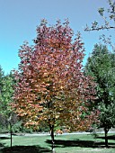 FRAXINUS AMERICANA AUTUMN PURPLE