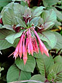 FUCHSIA THALIA