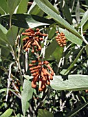 GREVILLEA VICTORIAE