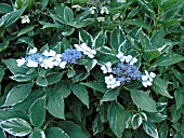 HYDRANGEA MACROPHYLLA VARIEGATA