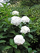 HYDRANGEA MACROPHYLLA WHITE