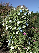 IPOMOEA PURPUREA MIX ON TRELLIS