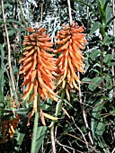 KNIPHOFIA BRESSINGHAM COMET