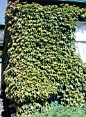 PARTHENOCISSUS TRICUSPIDATA ON WALL