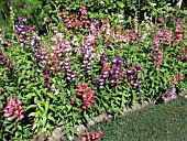 PENSTEMON BARBATUS MIX