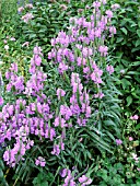 PHYSOSTEGIA VIRGINIANA