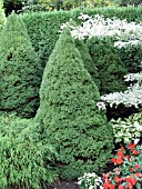 PICEA GLAUCA CONICA