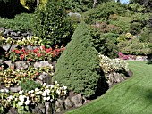 PICEA GLAUCA CONICA
