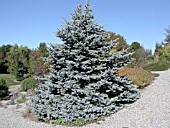 PICEA PUNGENS HOOPSII