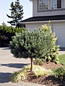 PINUS ON STANDARD