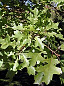 QUERCUS PALUSTRIS LEAF CLOSEUP