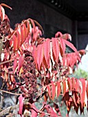 RHUS TYPHINA AUTUMN COLOR