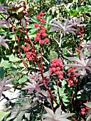 RICINUS COMMUNIS CASTOR BEAN PLANT