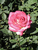 ROSA DONNA DARLIN