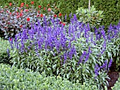 SALVIA FARINACEA VICTORIA BLUE