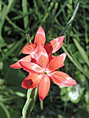 SCHIZOSTYLIS COCCINEUS