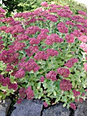 SEDUM CARL