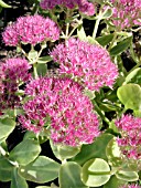 SEDUM SPECTABILE BRILLIANT