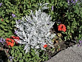 SENECIO CINERARIA