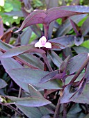 SETCREASEA PALLIDA (TRADESCANTIA)