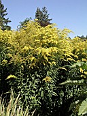 SOLIDAGO CANADENSIS