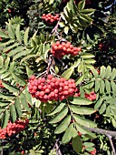 SORBUS DECORA