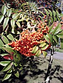 SORBUS SARGENTIANA