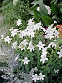 STREPTOCARPUS HYBRIDUS WHITE