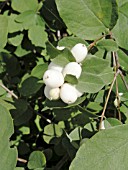 SYMPHORICARPOS ALBUS