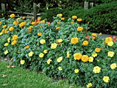 TAGETES MIX