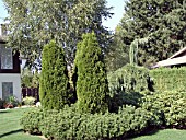 THUJA OCCIDENTALIS EMERALD CONIFER SCENE