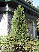 THUJA OCCIDENTALIS EMERALD