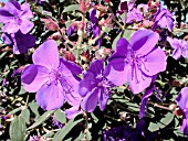 TIBOUCHINA URVILLEANA