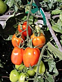 TOMATO JULIET CHERRY