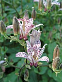 TRICYRTIS FORMOSANA